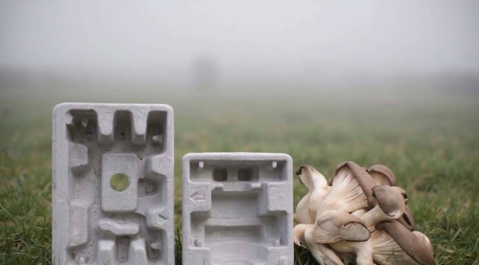 Mycelium packaging decomposes naturally within weeks to months under composting conditions, significantly faster than traditional plastics that take centuries (Source: Digicomply