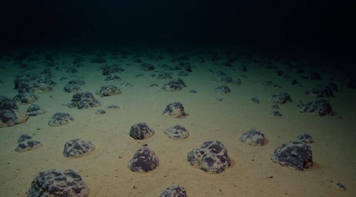 Deep-Sea Mining in the Clarion-Clipperton Zone: A Sustainable Future or Ecological Hazard ?