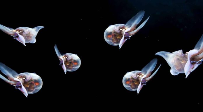 Deep Seabed Mining: Navigating the Tensions Between Economic Interests and Environmental Preservation