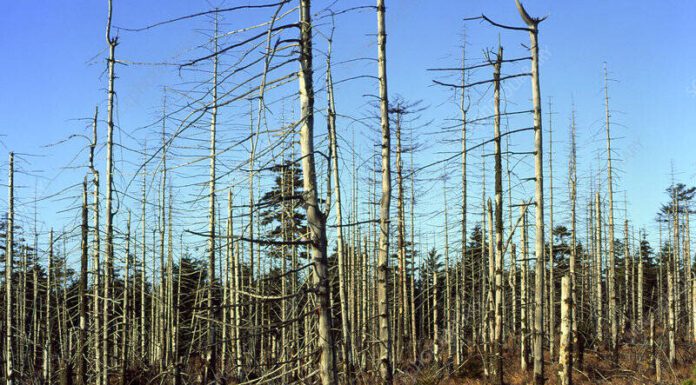 Acid Rain’s Lingering Shadow: Impacts on European Agriculture and Food Chain from 2023 to 2025