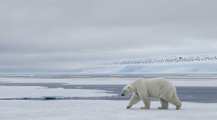 Unveiling Extinction Debt: Climate Change’s Silent Threat to North America’s Arctic Species