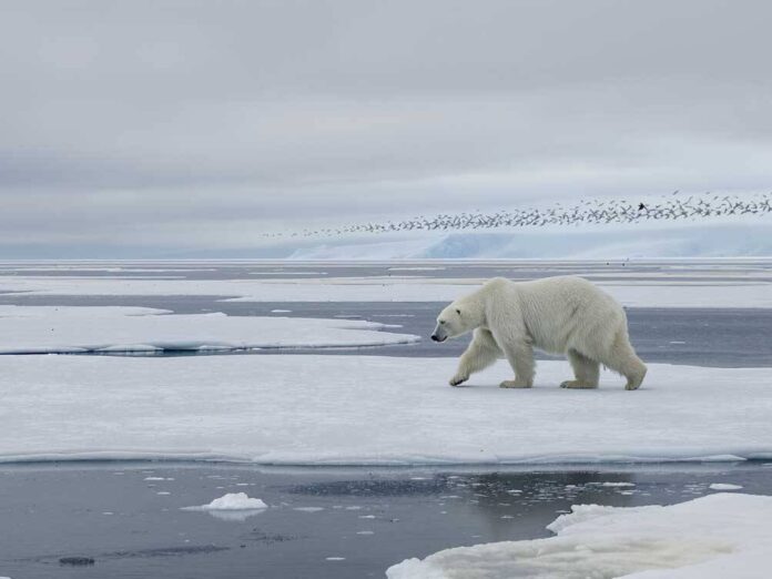 Unveiling Extinction Debt: Climate Change’s Silent Threat to North America’s Arctic Species