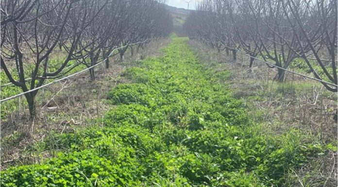 Semi-Direct Sowing with Permanent Cover Crops Versus Conventional Agriculture: 2024-2025 Trends and Data